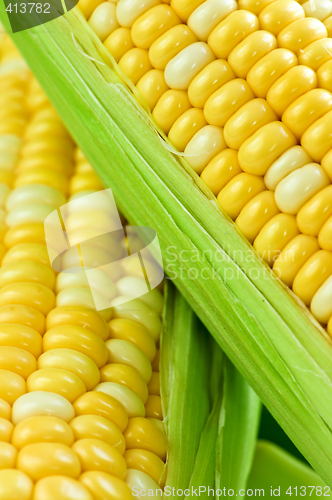 Image of Corn close up