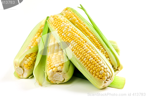 Image of Corn ears on white background