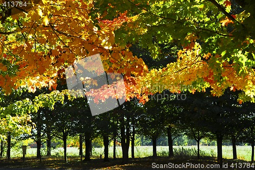 Image of Autumn trees in fall park