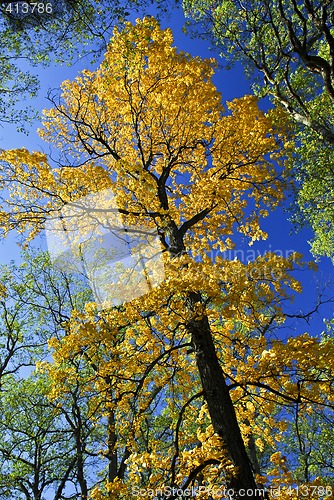 Image of Big autumn tree in fall park