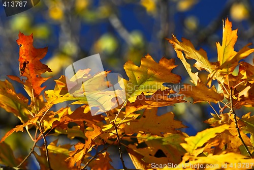 Image of Autumn leaves