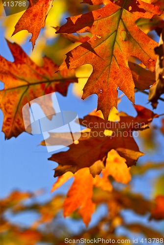 Image of Autumn leaves