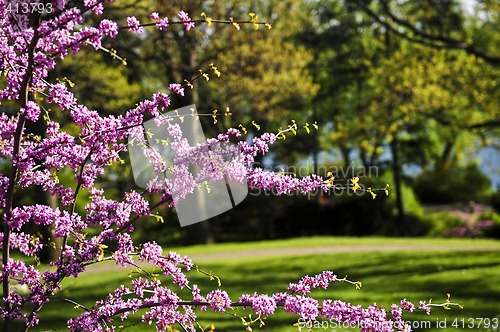 Image of Blooming cherry tree in spring park