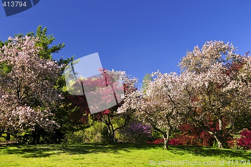 Image of Blooming fruit trees in spring park