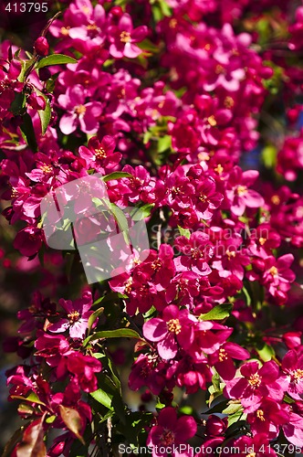 Image of Blooming apple tree in spring park