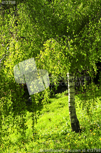 Image of Green birch tree