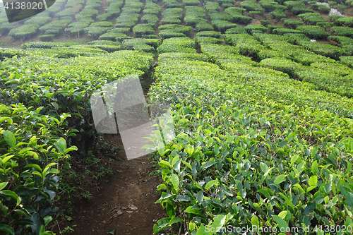 Image of Tea Plantation in the Cameron Highlands in Malaysia