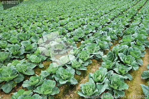 Image of Rows of grown cabbages in Cameron Highland
