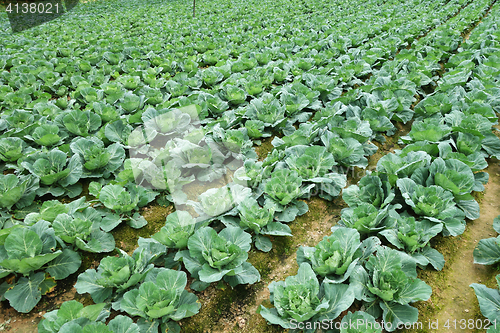 Image of Rows of grown cabbages in Cameron Highland