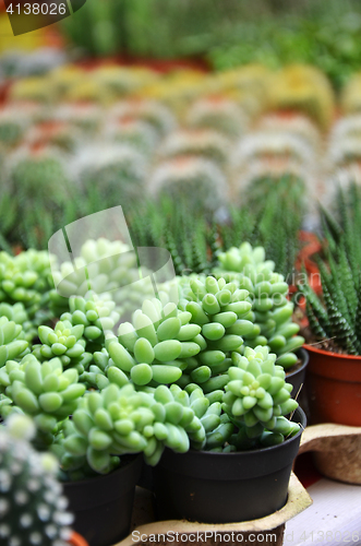 Image of Group of small cactus in the pot