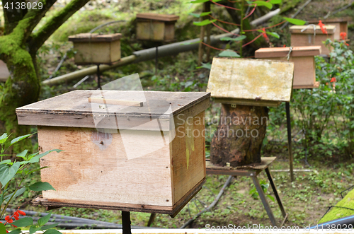 Image of Bee farms located in Cameron Highlands