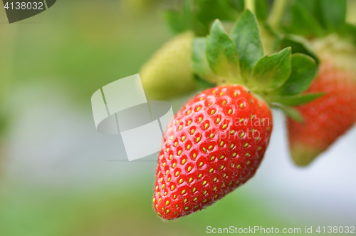 Image of Fresh strawberries that are grown in greenhouses