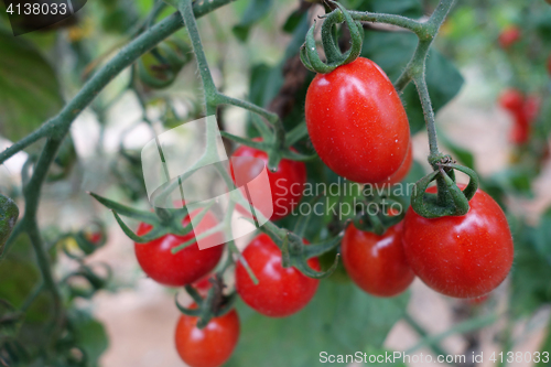 Image of Cherry tomatoes grow in the garden