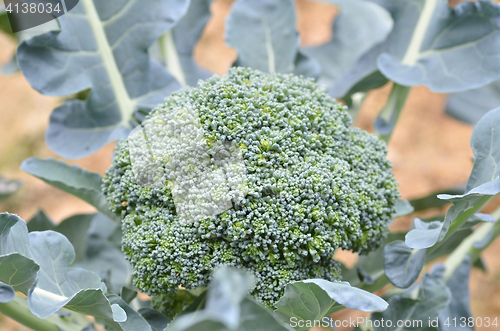 Image of Raw broccoli in the farm 
