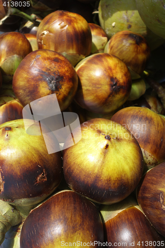 Image of Sea coconut or Lodoicea Maldivica