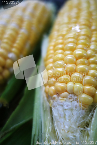 Image of Yellow and white corn cobs