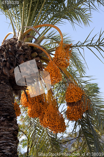 Image of Date palm with bunches of ripening fruit