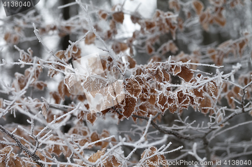 Image of Frozen tree branch with autumn leaves