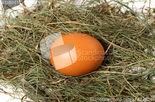 Image of Chicken egg in nest