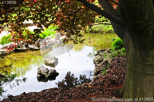 Image of Pond in zen garden