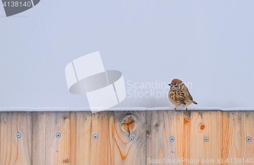 Image of Little Sparrow on fence