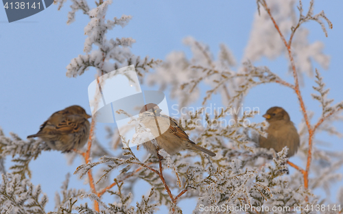 Image of Little Sparrows on pine tree branch 