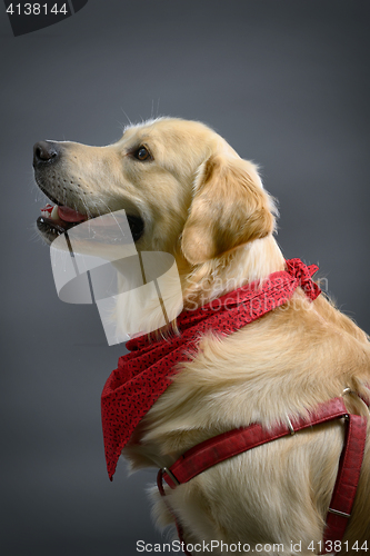 Image of golden retriever dog