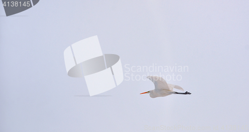 Image of Great Egret (Ardea alba) in flight