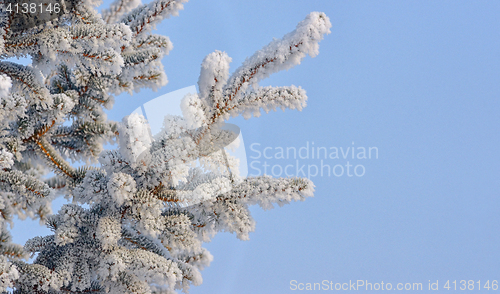 Image of Pine tree with hoarfrost 