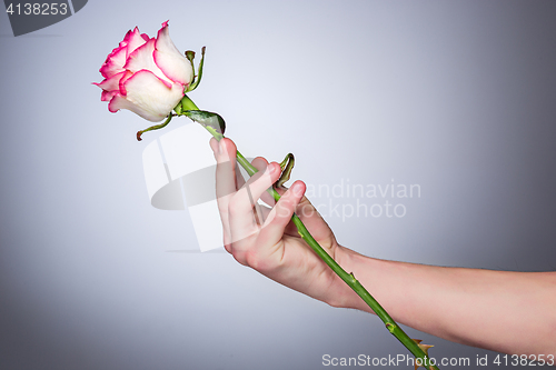 Image of The rose flower in hand men on a gray background