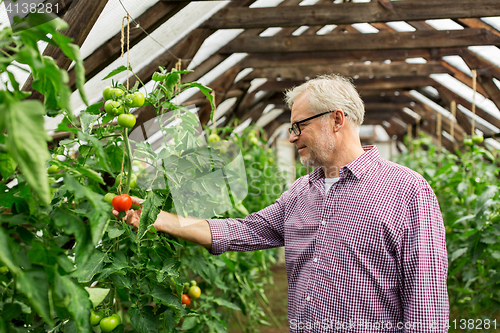 Image of senior man growing tomatoes at farm greenhouse