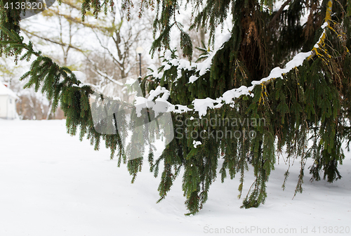 Image of fir branch and snow in winter forest