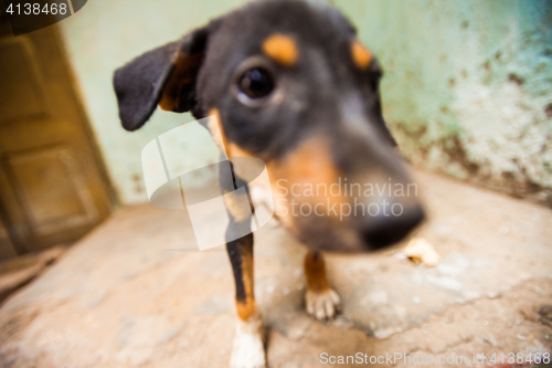 Image of Puppies, India