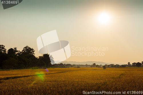 Image of Rice fields in Chitwan, Nepal