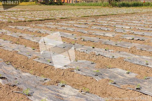 Image of Tomatoes growing