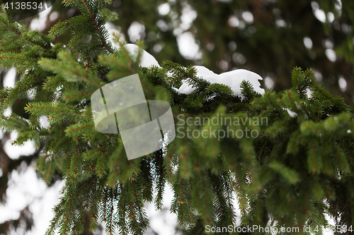 Image of fir branch and snow in winter forest