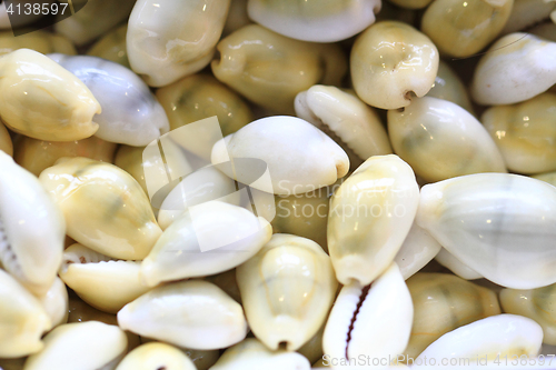 Image of sea shells texture