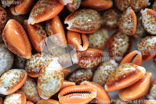 Image of sea shells texture