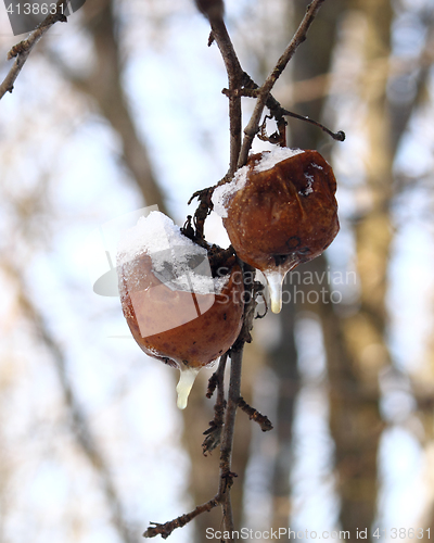 Image of Winter apples