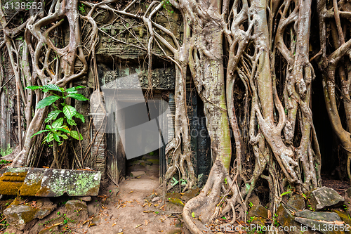 Image of Ancient ruins of Ta Prohm temple, Angkor, Camb