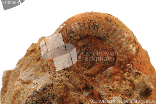 Image of ammonites fossil isolated