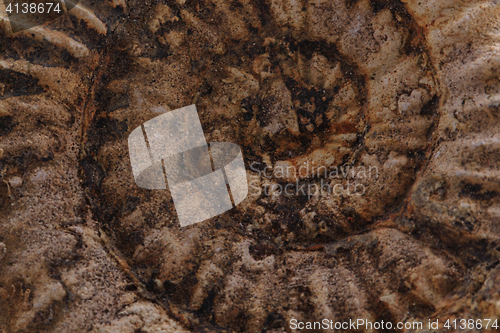 Image of ammonites fossil background