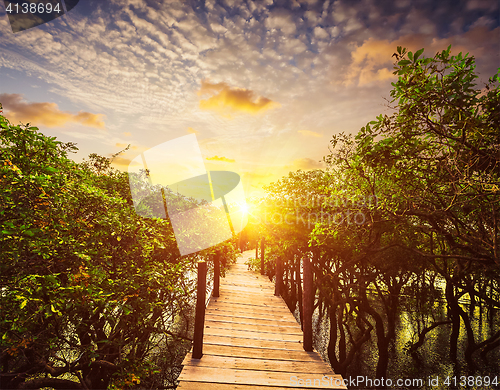 Image of Wooden bridge in flooded rain forest jungle of mangrove trees