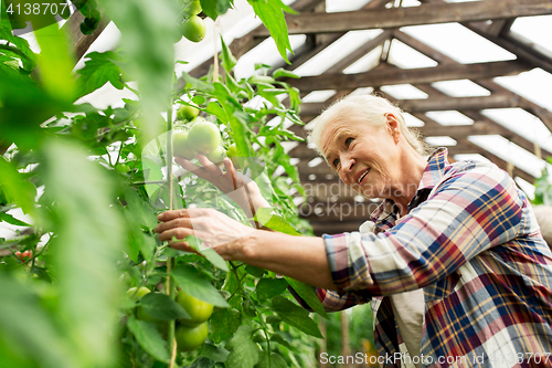 Image of senior woman growing tomatoes at farm greenhouse