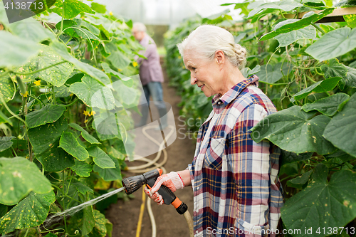 Image of senior couple with garden hose at farm greenhouse