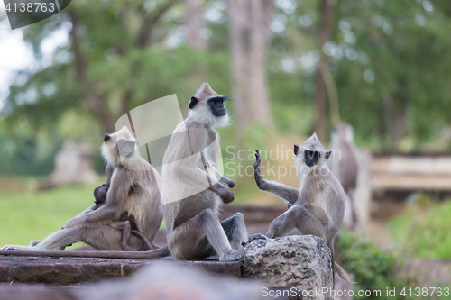 Image of Hanuman Langur, Semnopithecus entellus, monkeys family.