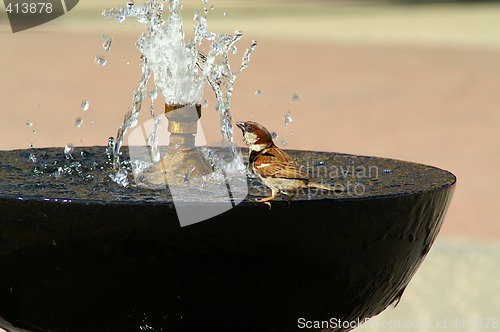 Image of Sparrow is drinking water