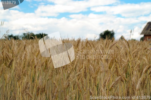 Image of Yellow grain ready for harvest growing in a farm field