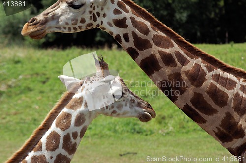 Image of Giraffe