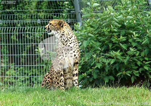 Image of Leopard